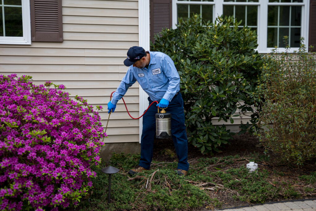 A pest control technician spraying around bushes near a house for pest control at Big Blue Bug Solutions in Providence, RI