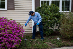 A pest control technician spraying around bushes near a house for pest control at Big Blue Bug Solutions in Providence, RI