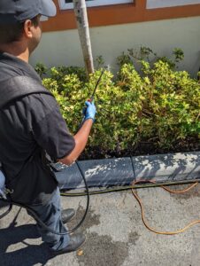 A pest control technician spraying foliage with a backpack sprayer at Nexterminate in Hollywood, FL.