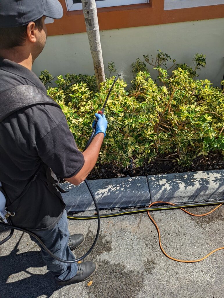 A pest control technician spraying foliage with a backpack sprayer at Nexterminate in Hollywood, FL.