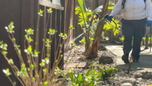 A pest control technician from Aantex Pest Control Norcal spraying plants in a garden in Sacramento, CA.