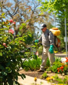 A pest control technician spraying plants in a garden for San Joaquin Pest Control in Fresno, CA.