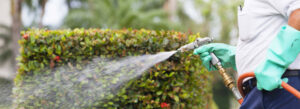A pest control technician wearing gloves sprays a hedge, performing pest treatment for Carroll Bradford Lawn and Pest in Orlando, FL.