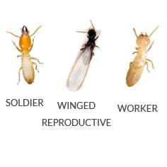 A pest control technician from Handytech Termite & Pest Control Services spraying a lawn for mosquito control in Los Angeles, CA