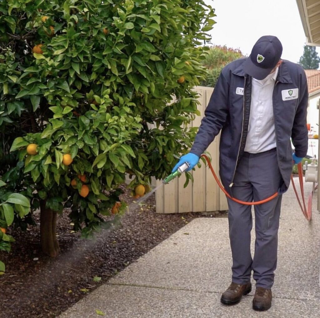 A pest control technician from The Noble Way Pest Control spraying around a tree at a home in Sacramento, CA.