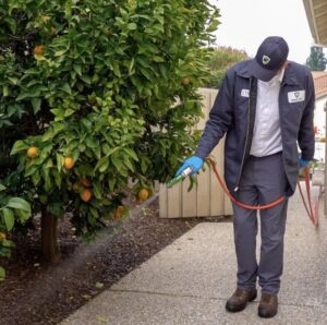 A pest control technician from The Noble Way Pest Control spraying around a tree at a home in Sacramento, CA.