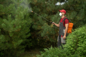 A pest control technician spraying trees with a backpack sprayer for Bugged Out Pest Control in New Orleans, LA.