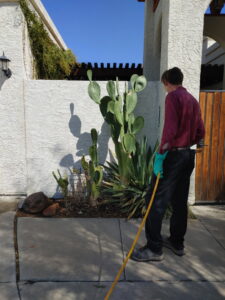 A pest control technician in gloves treating the area around a cactus for House Doctor Exterminating in Glendale, AZ.