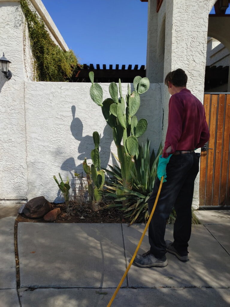 A pest control technician in gloves treating the area around a cactus for House Doctor Exterminating in Glendale, AZ.