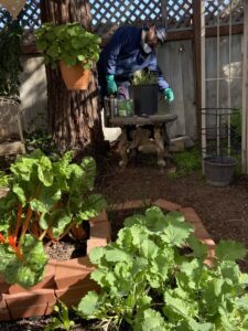 A Crazy Ant Pest Control technician working in a residential garden, performing pest control services in Fresno, CA.