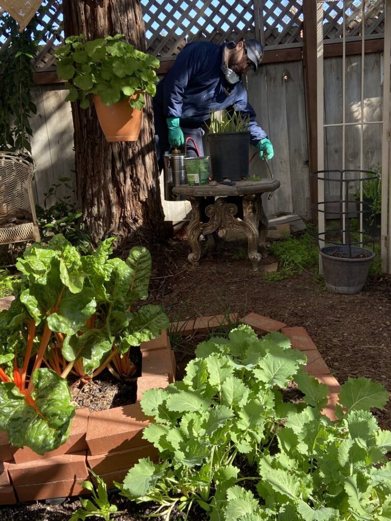 A Crazy Ant Pest Control technician working in a residential garden, performing pest control services in Fresno, CA.