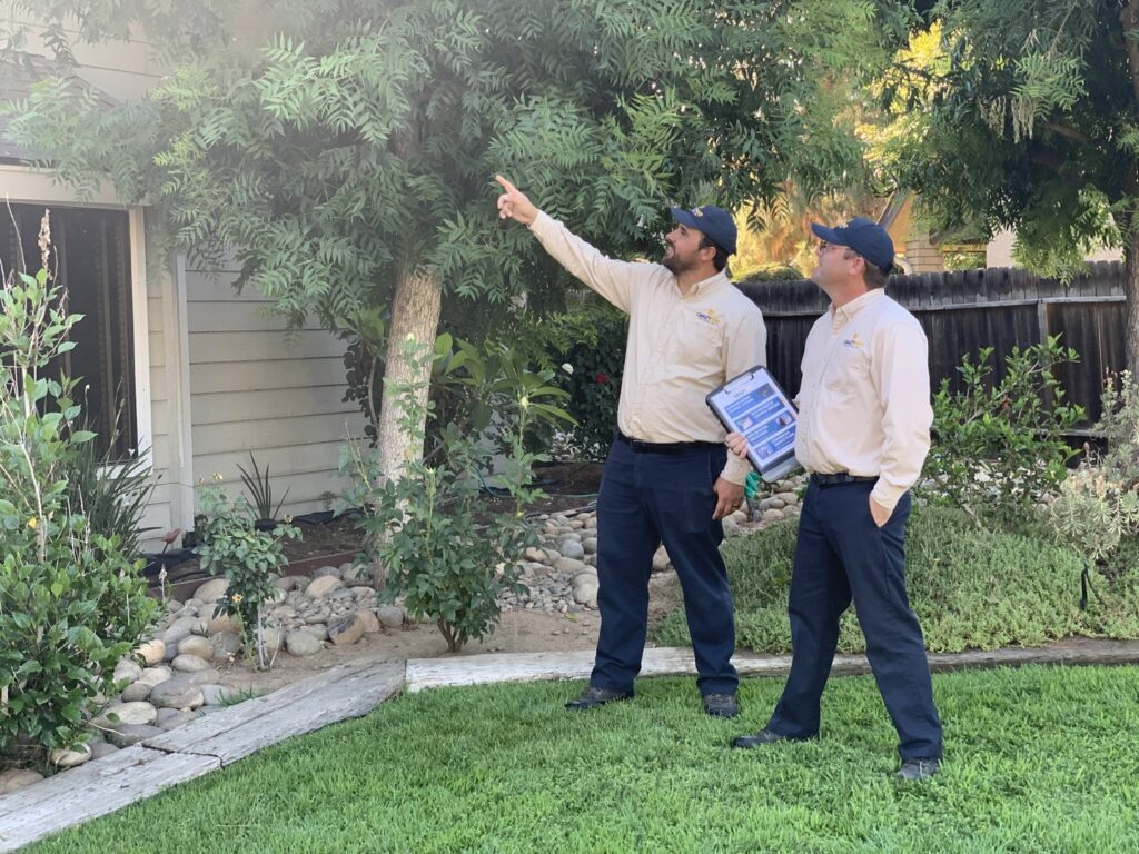 Two Crazy Ant Pest Control technicians inspecting a backyard for pest activity in Fresno, CA.