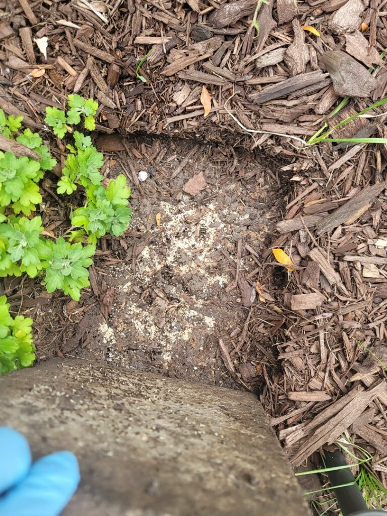 A pest control technician wearing a blue glove applying treatment to an area with wood chips, demonstrating service by Pro Barrier Pest Control LLC in Aurora, IL.