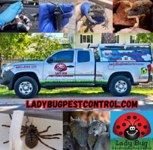 A collage showing a Lady Bug ECO FRIENDLY Pest Control truck and various pests like scorpions, spiders, and mice in Mesa, AZ.