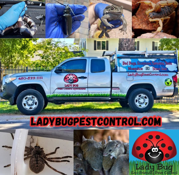 A collage showing a Lady Bug ECO FRIENDLY Pest Control truck and various pests like scorpions, spiders, and mice in Mesa, AZ.