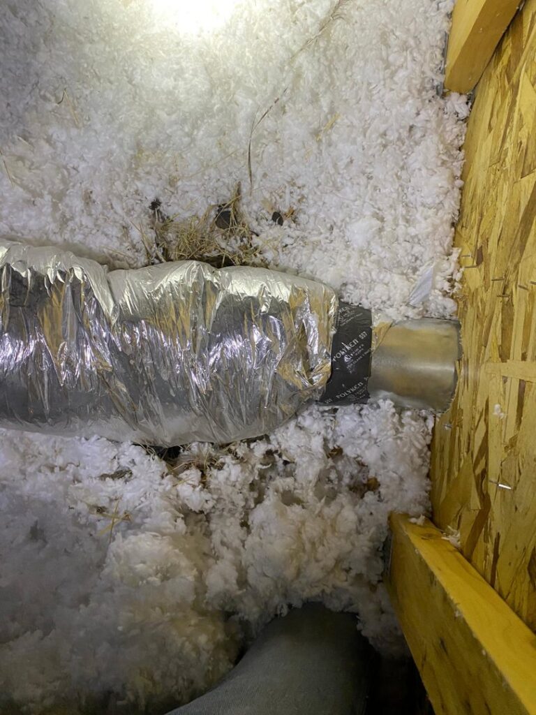Debris and potential nesting material in attic insulation, indicating pest damage addressed by No Moore Pests in Pueblo, CO.