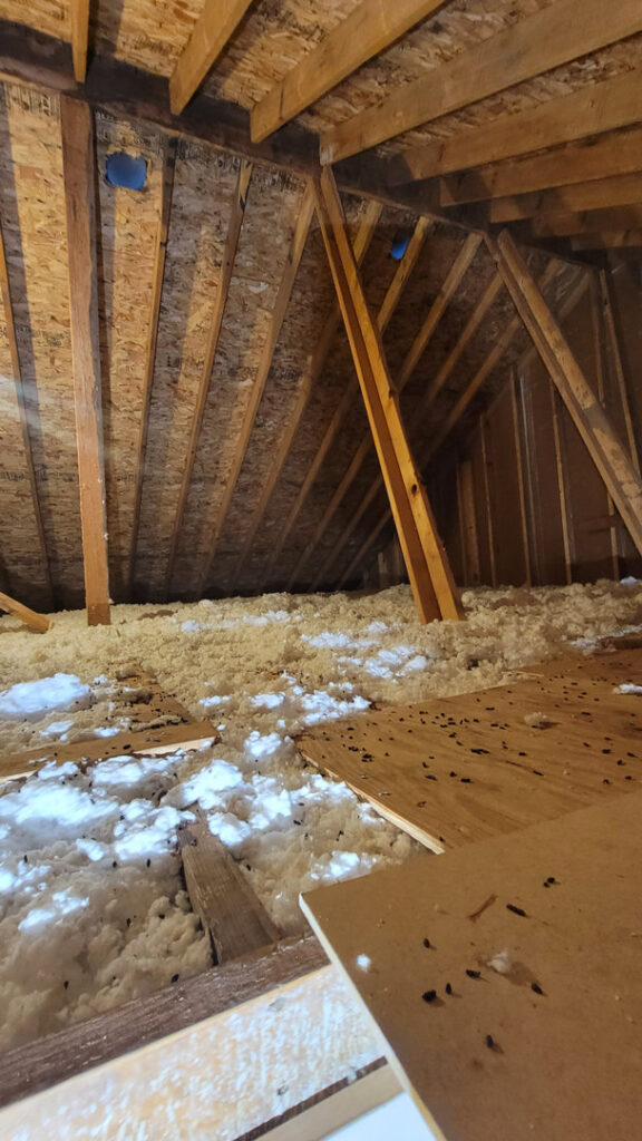 Pest damage and droppings on attic plywood and insulation, indicating an infestation, inspected by KC Pest Experts in Olathe, KS.