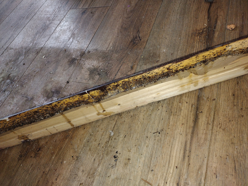 Close-up of pest damage and droppings on a wooden floorboard, addressed by Apex Pest & Critter Control LLC in Akron, OH.