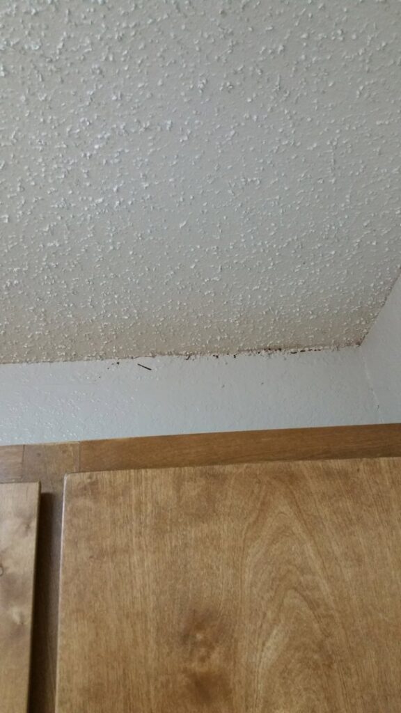 Close-up of pest debris or droppings in a ceiling corner above cabinets, indicating a pest issue addressed by Pro-Tech Services in Corpus Christi, TX.