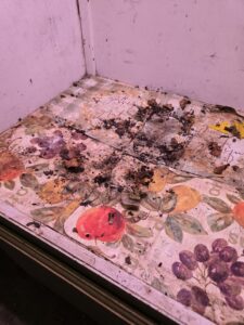 Pest debris and droppings on a countertop requiring cleanup by Pony Express Pest Control in Pollock Pines, CA.
