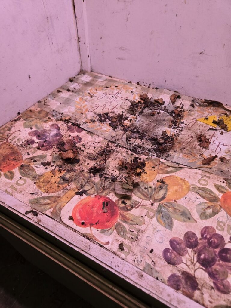 Pest debris and droppings on a countertop requiring cleanup by Pony Express Pest Control in Pollock Pines, CA.