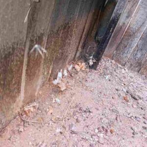 Debris and signs of pest activity under a wooden fence, indicating areas needing pest control treatment from Bernard's Pest in Glendale, AZ.