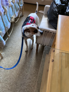 A pest detection dog sniffing a chair during an inspection by Pawsitive Identity K9 Services in Worcester, MA.