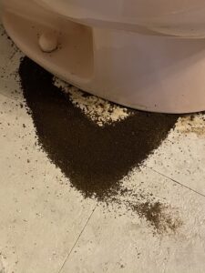 Pest droppings or frass on the floor next to a toilet, indicating an infestation handled by Ramer Pest Control in Fort Wayne, IN.