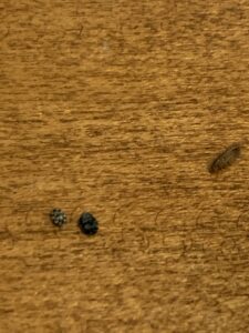 Small pest droppings and an insect on a wooden surface, indicating pest activity for Rogue Valley Extermination & Pest Control in Medford, OR.