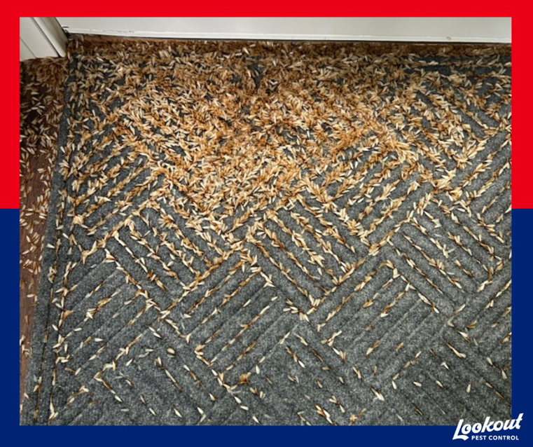 Evidence of pest droppings on a carpet, indicating a pest control issue for Lookout Pest Birmingham, AL.