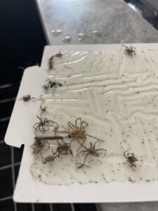A pest glue trap with various insects and spiders caught, demonstrating pest control by Boise Pest Pros in Boise, ID.