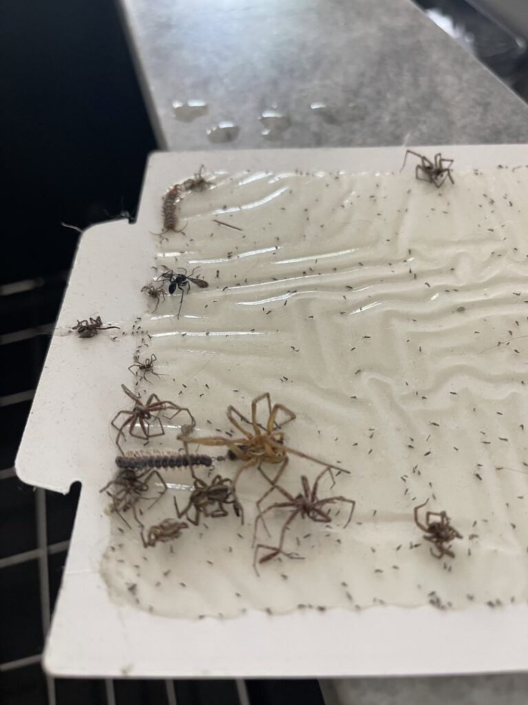 A pest glue trap with various insects and spiders caught, demonstrating pest control by Boise Pest Pros in Boise, ID.