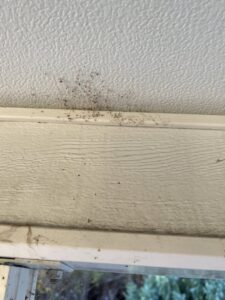 Evidence of a pest infestation with dark spots and cobwebs on house siding, addressed by Peak Pest Control in Ogden, UT.