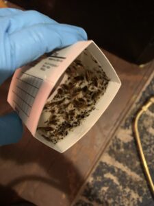A gloved hand holding an insect monitoring trap filled with numerous small pests, demonstrating pest assessment by Moderno Pest Control in Fort Wayne, IN.