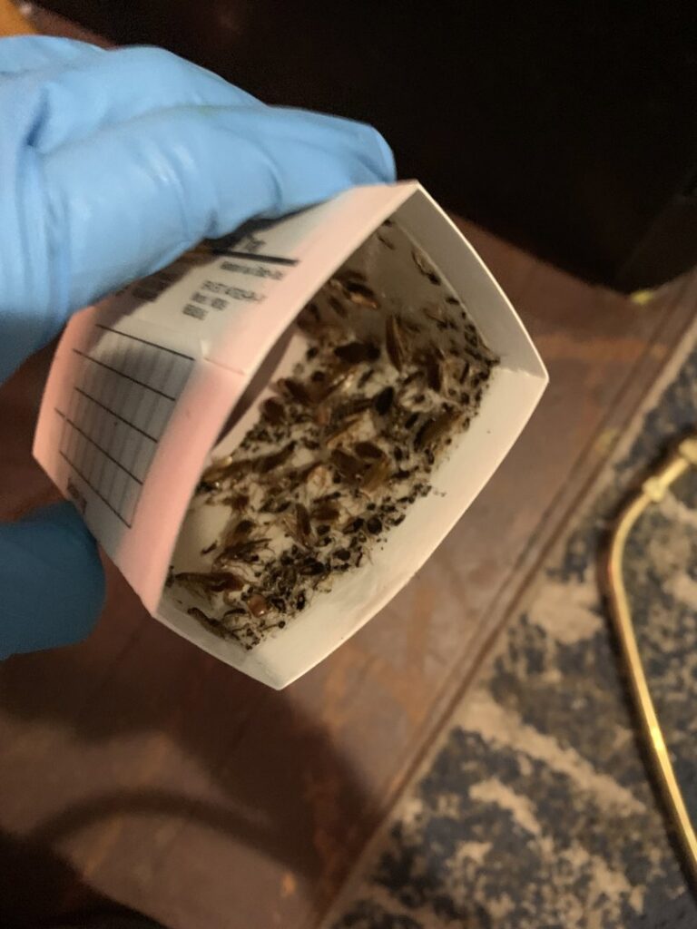 A gloved hand holding an insect monitoring trap filled with numerous small pests, demonstrating pest assessment by Moderno Pest Control in Fort Wayne, IN.