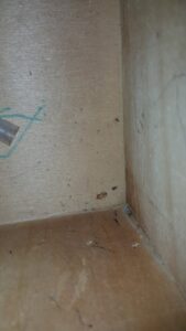Small pests and debris visible inside a wooden cabinet, indicating a pest issue addressed by Superior Pest Management in Kannapolis, NC.