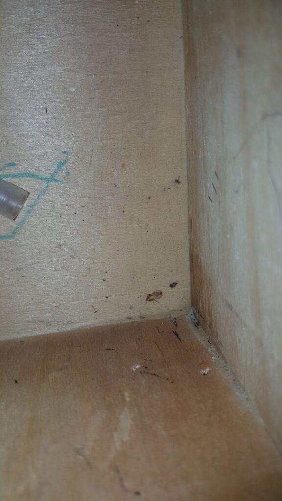 Small pests and debris visible inside a wooden cabinet, indicating a pest issue addressed by Superior Pest Management in Kannapolis, NC.