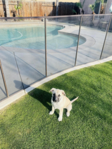 A pet-friendly black mesh pool safety fence installed around a swimming pool, ensuring safety for pets and children by A Safe Pool Enclosures in Bakersfield, CA.