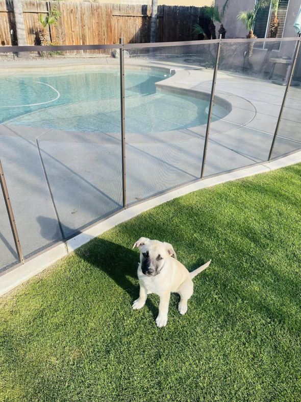 A pet-friendly black mesh pool safety fence installed around a swimming pool, ensuring safety for pets and children by A Safe Pool Enclosures in Bakersfield, CA.