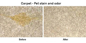 Before and after photo of pet stain and odor removal from carpet by Surprise Carpet Cleaners in Surprise, AZ