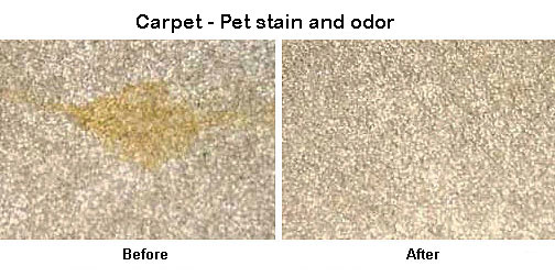 Before and after photo of pet stain and odor removal from carpet by Surprise Carpet Cleaners in Surprise, AZ