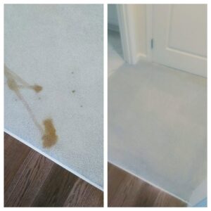 Before and after pet stain removal on carpet by Professional Carpet Systems of Raleigh, NC