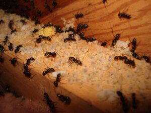 A severe ant infestation with visible eggs, a common pest problem addressed by PHS Weed & Pest Control in Spokane, WA.