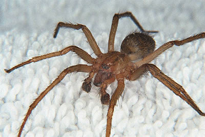 A close-up of a brown recluse spider, a dangerous pest managed by PHS Weed & Pest Control in Spokane, WA.