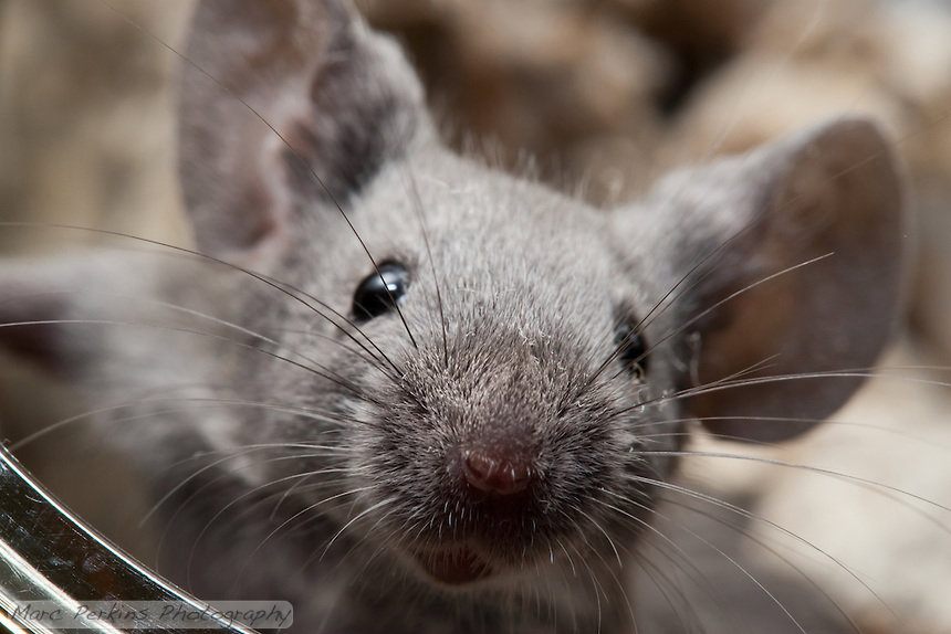 A close-up of a mouse, indicating a rodent problem that PHS Weed & Pest Control can handle in Spokane, WA.