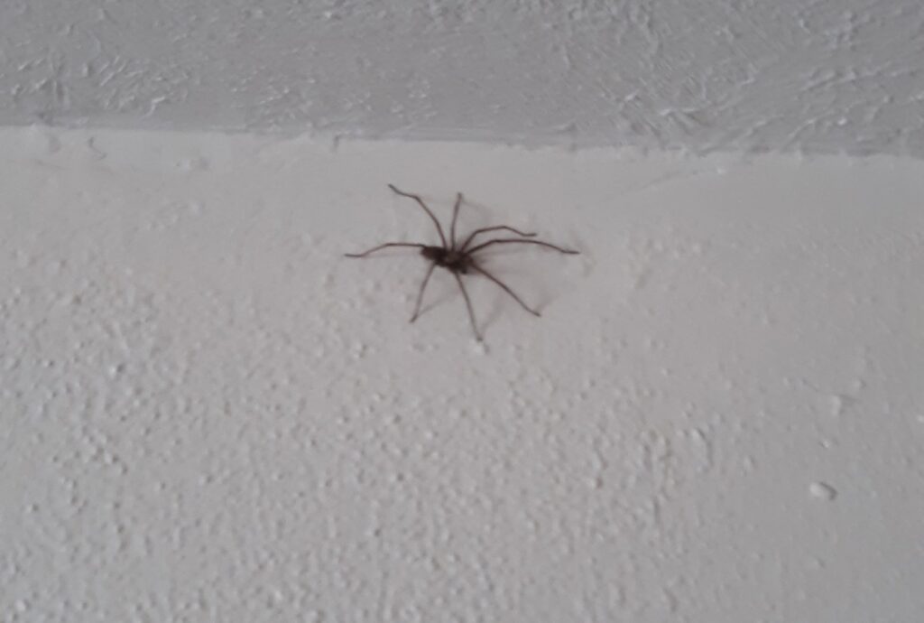 A spider on a white textured wall, a common indoor pest treated by PHS Weed & Pest Control in Spokane, WA.