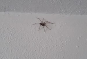 A spider on a white textured wall, a common indoor pest treated by PHS Weed & Pest Control in Spokane, WA.