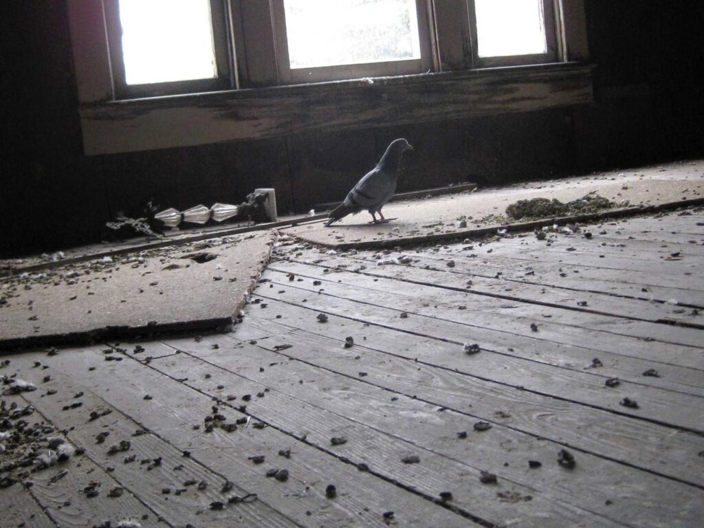 A pigeon inside a building with droppings, indicating a pest bird control job by ZooPro Wildlife Removal in Virginia Beach, VA.