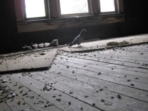 A pigeon inside a building with droppings, indicating a pest bird control job by ZooPro Wildlife Removal in Virginia Beach, VA.