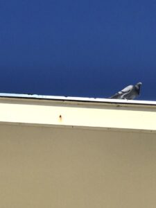 A pigeon perched on a rooftop, indicating bird control services offered by Sunbuzz Pest Control & Environmental Services in Fort Lauderdale, FL.